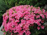 校庭のツツジの花
