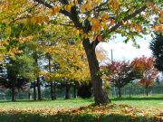 紅葉した桜の木