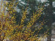 新芽?花?