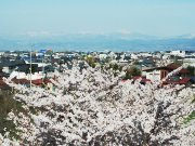 満開の桜