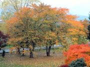 桜の紅葉