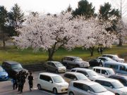 校内の桜