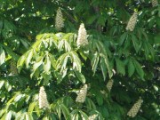 栃の木に花