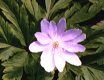 24ビットカラーの花の写真